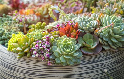 How to Grow and Care for Succulents Indoors - Newsweek