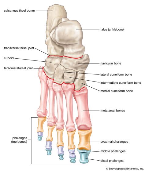 Foot | Description, Drawings, Bones, & Facts | Britannica