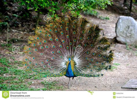 Peacock stock photo. Image of love, clever, park, morning - 54353764