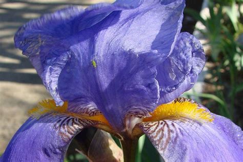 Bearded Iris Care: How to Avoid 5 Common Growing Problems | Bearded iris, Iris garden, Iris flowers