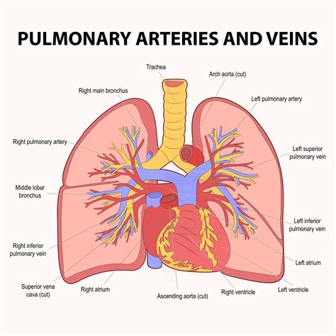 Pulmonary Circulation Vector Art, Icons, and Graphics for Free Download