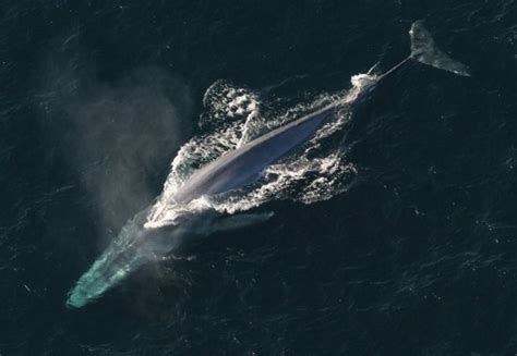 40 Fascinating Blue Whale Facts (From Size & Diet to Conservation)