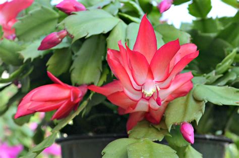 Christmas Cactus | Fairview Garden Center | Raleigh NC