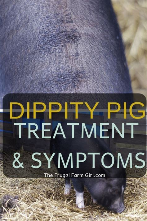 Dippity Pig Syndrome Symptoms | Pig food, Mini pig, Pot belly pigs