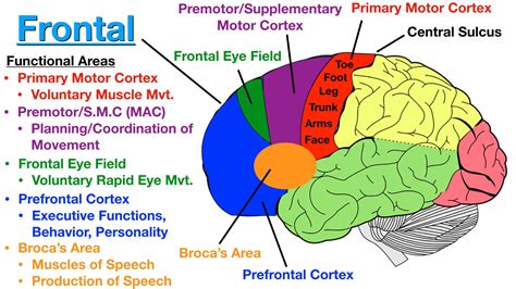 The primary motor cortex, broca's area, and the premotor cortex are located in which lobe of the ...