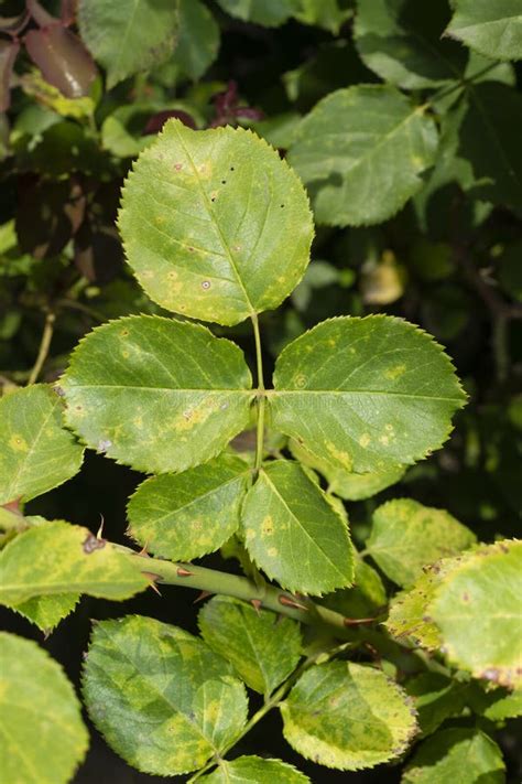 Sick Rose Bushes and Leaves. Protection Against Diseases in the Garden Stock Image - Image of ...