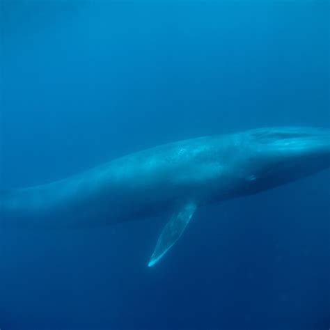 Largest Blue Whale