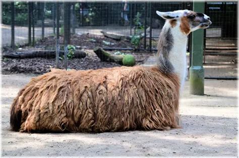 Llama - Description, Habitat, Image, Diet, and Interesting Facts