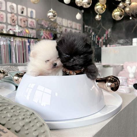 Welcome - Jekins Teacup Pomeranian Puppies