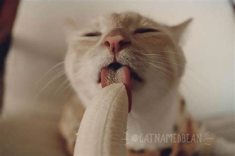 Cat Obsessed With Bananas Is Going Viral For How Inappropriate His Pics Look | Bored Panda