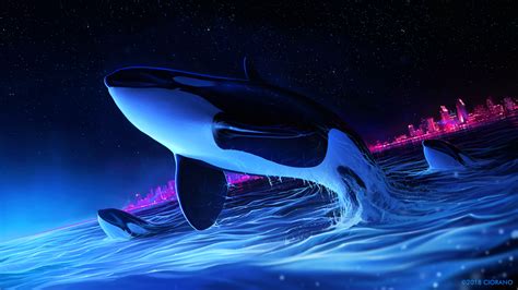 Seaworld Killer Whale Wallpaper