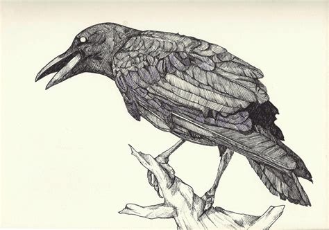 Crow Drawing at GetDrawings | Free download