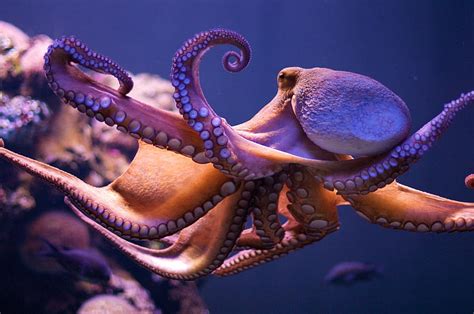 Octopus 1080P, 2K, 4K, 5K HD wallpapers free download | Wallpaper Flare