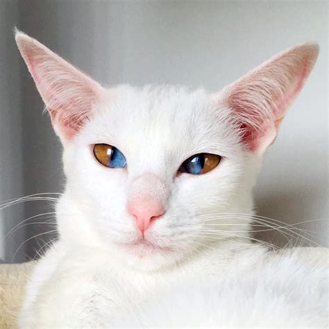 Meet This Stunning White Cat With Rare Genetic Condition That Has Striking Two-Colored Eyes