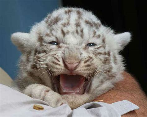 White Bengal tiger cubs make public debut | abc7chicago.com