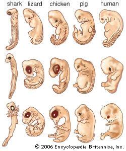 Animal development - Reptiles, Birds, Mammals | Britannica