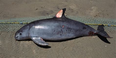 SAVE VAQUITA PORPOISE — Save Coastal Wildlife