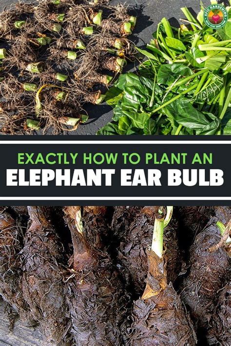 Planting Elephant Ear Bulbs - MyPlant