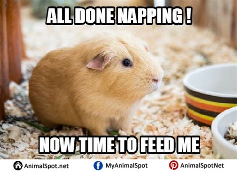 Guinea Pig Memes