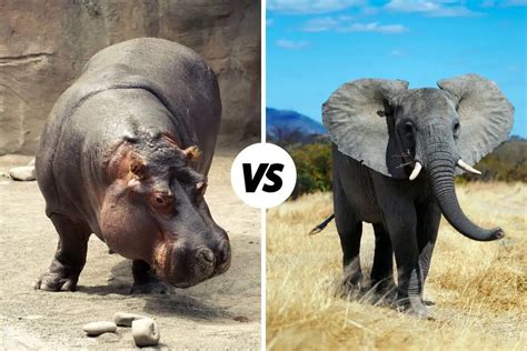 Hippo vs Elephant: What’s The Difference? (UNCOVERED)