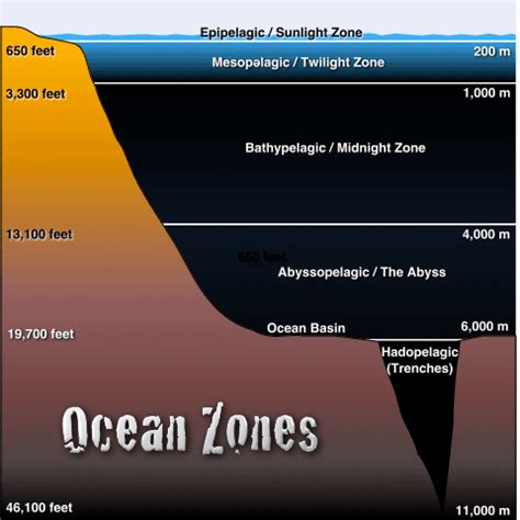 ≡ 5 Layers of the Ocean List, Infographic & Easy Explainer