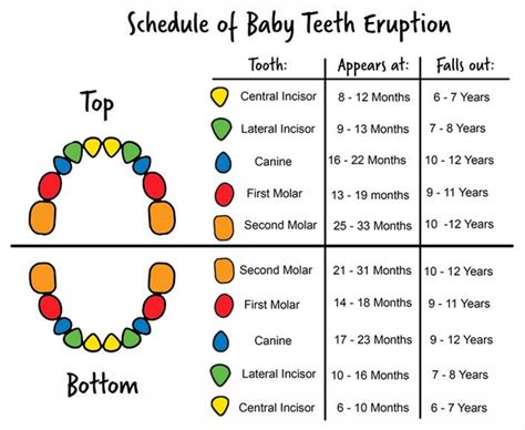 Tooth Eruption Sequence