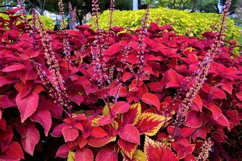 Growing Ornamental Plants - A Beginners Guide | Agri Farming