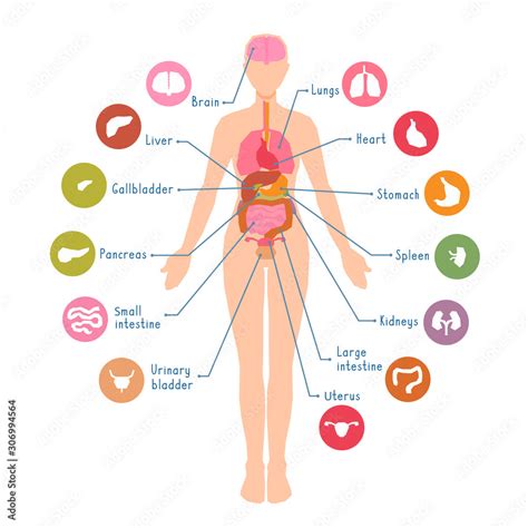 Human Body Organs Diagram