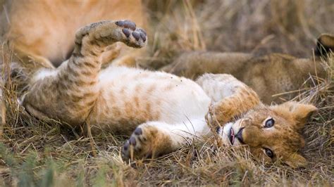 Cute Lion Cub Playing HD desktop wallpaper : Widescreen : High Definition : Fullscreen