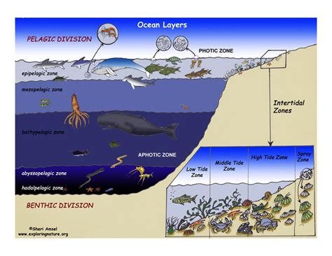 ocean layers diagram image search results