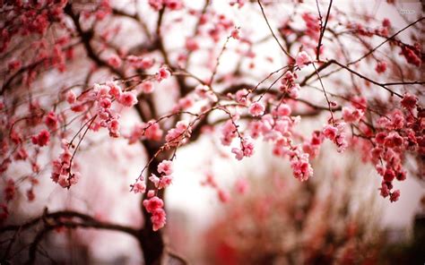 Cherry Blossom Desktop Backgrounds - Wallpaper Cave