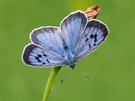 Large Blue | Butterfly Conservation