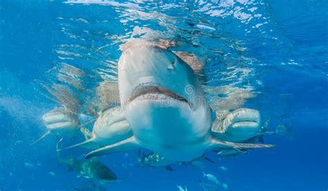 Lemon shark at the Bahamas stock photo. Image of shark - 123336112