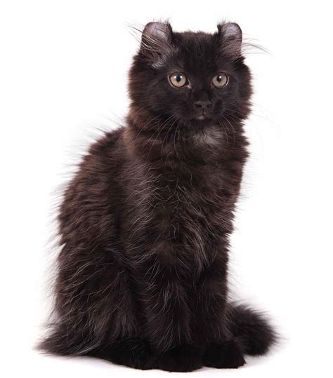 Black Cat Breeds - Which Ones Make The Best Pets?