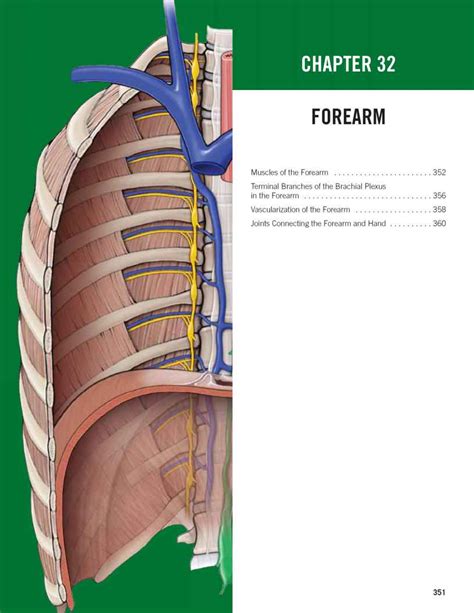 Olecranon Bursa - Anatomy - Mitch Medical