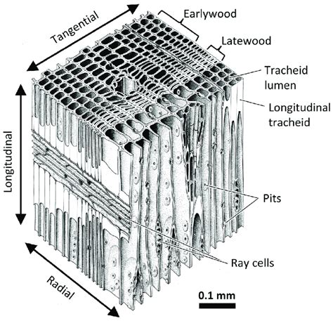 Illustration of softwood cellular structure. Softwood is an anisotropic... | Download Scientific ...