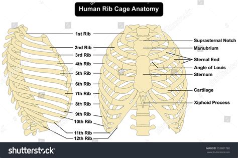 Human body Rib Cage Anatomy anterior and right - Royalty Free Stock Photo 553801780 - Avopix.com