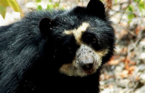 Exploring the Fascinating World of the Spectacled Bear