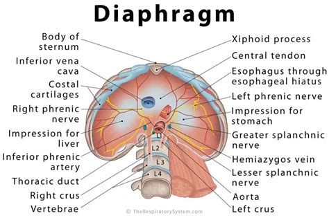 What is the Diaphragm: Definition