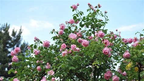 Climbing roses plant care and growing guide | Gardeningetc