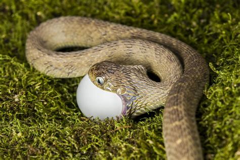 Egg Eating Snake II Photograph by Mike Raabe