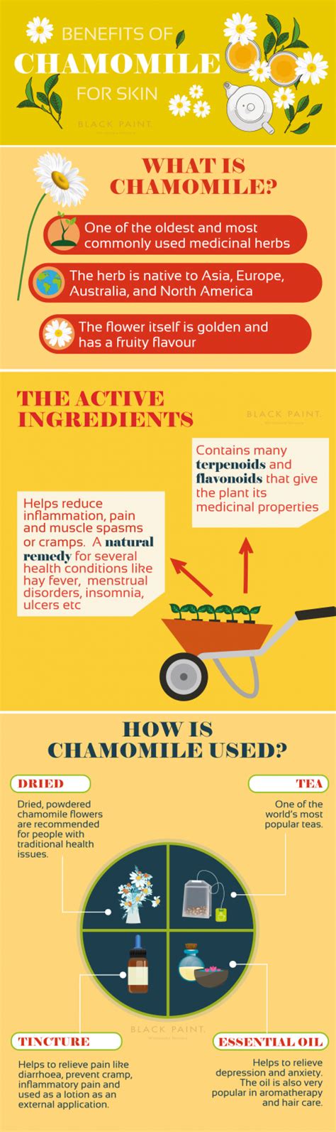 [Infographic] Chamomile Benefits for Skin and Health