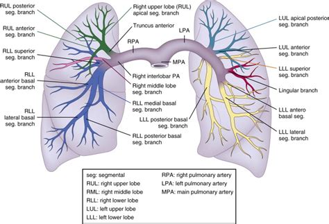 Pulmonary Artery Segmental Anatomy