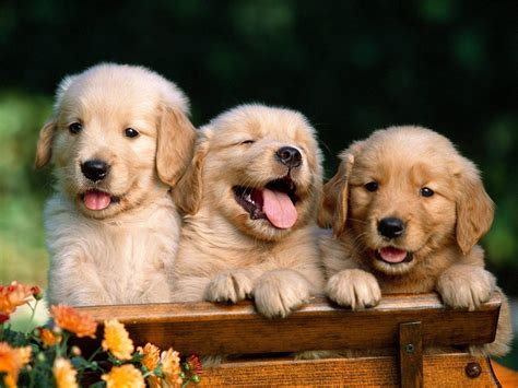 Golden Retriever Puppy Wallpapers - Wallpaper Cave