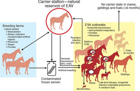 Equine Viral Arteritis | Veterian Key