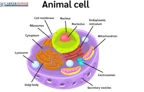 0 Result Images of Animal Cell Diagram And Functions - PNG Image Collection