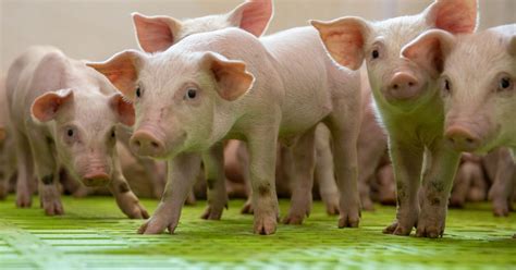 U.S. pork industry is committed to sustainable pig farming | Alltech