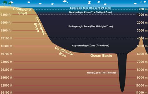 10+ Ocean Layers Diagram - ConnieTormad