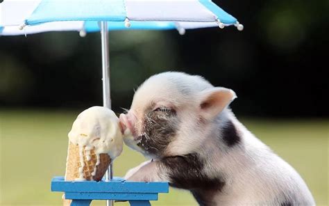 Download wallpapers funny pig, ice cream, piglet, small pig, funny animals, pets, pigs, piglets ...