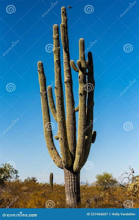 Giant Saguaro Cactus with Bird Approaching Nest Stock Image - Image of avian, open: 237466607